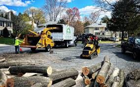 Best Tree Disease Treatment  in Pine Hills, CA