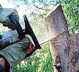 Best Storm Damage Tree Cleanup  in Pine Hills, CA