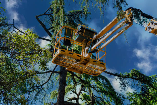 Best Tree Trimming and Pruning  in Pine Hills, CA