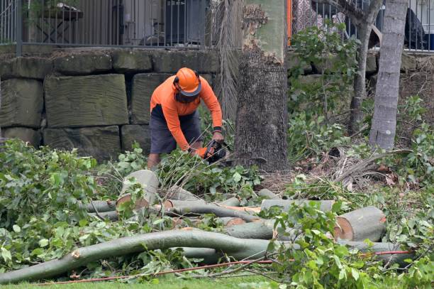 Best Tree Maintenance Programs  in Pine Hills, CA