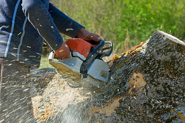 Best Tree Health Inspection  in Pine Hills, CA