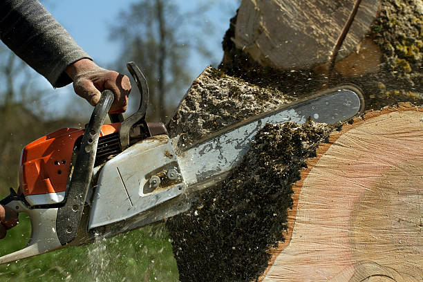 Best Emergency Tree Removal  in Pine Hills, CA