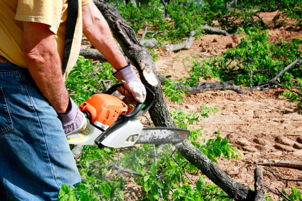 Best Tree Cabling and Bracing  in Pine Hills, CA